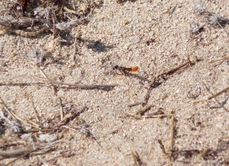 Ammophila heydeni rubriventris che lavora alla tana